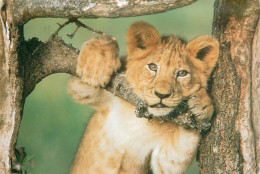CPSM Kenya-Lion Cub-Beau Timbre       L2311 - Kenya