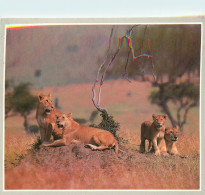 CPSM Kenya-Lion-Beau Timbre       L2311 - Kenya