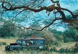 CPSM Kenya-Lake Manyara National Park-Lion In Tree Quite Unperturbed By Tourists-Beau Timbre       L2311 - Kenya