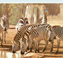 CPSM Kenya-Burchell's Zebra-Beau Timbre       L2311 - Kenya