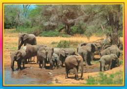 CPSM Kenya-Elephants-Beau Timbre       L2311 - Kenya