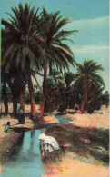 MAROC - La Ségnia - LL - Rivière - Plamiers - Animé - Colorisé - Carte Postale Ancienne - Other & Unclassified