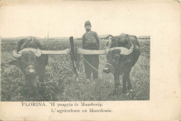 GRECE  FLORINA   L'agriculture  En Macedoine - Grèce