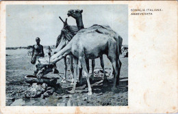 SOMALIA ITALIANA : Abbeverata. - Somalia