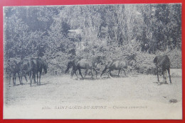 Cpa 13 SAINT LOUIS DU RHONE Chevaux - Saint-Louis-du-Rhône