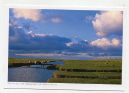 AK 145364 GERMANY - Schafe Auf Den Salzwiesen Bei Westerhever - Nordfriesland