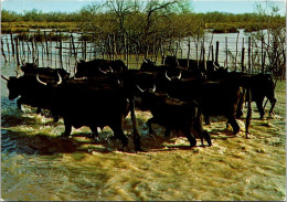 12-7-2023 (1 S 56) France - Taureaux En Camargue - Taureaux