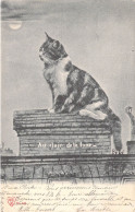 Animaux - Chat - Au Clair De La Lune - Oblitéré 19011 - Carte Postale Ancienne - Cats