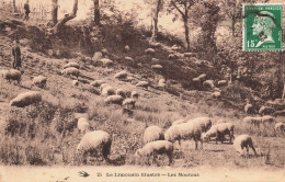 Le Limousin Illustré * Un Berger Et Son Troupeau De Moutons * Métier - Autres & Non Classés