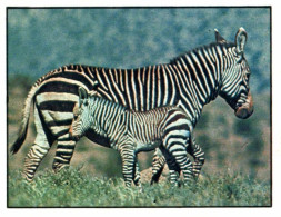 CHROMO CHOCOLAT MENIER ADHESIFS DES BEBES ANIMAUX PHOTOGRAPHIES PAR CH. ZUBER N°14 ZEBRE DE MONTAGNE - Menier