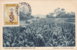 PLANTS, TOBACCO, CM, MAXICARD, CARTES MAXIMUM, 1953, GREECE - Tabak