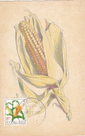 AGRICULTURE, CEREALS, MAIZE, CORN, CM, MAXICARD, CARTES MAXIMUM, OBLIT FDC, 1981, YUGOSLAVIA - Agriculture