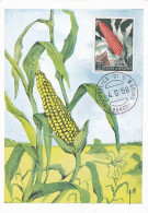 AGRICULTURE, CEREALS, MAIZE, CORN, CM, MAXICARD, CARTES MAXIMUM, 1958, SAN MARINO - Agriculture
