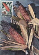 AGRICULTURE, CEREALS, MAIZE, CORN, CM, MAXICARD, CARTES MAXIMUM, 1959, SAN MARINO - Agriculture