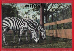 LONDON ZOO   ZEBRA - Zebras