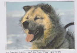 Ross Dependency Postcard New Zealand Husky Sledge Dogs At Scott Base 1957 Unused (WB157B) - Briefe U. Dokumente