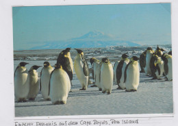 Ross Dependency Postcard Emperor Penguins On The Ice At Cape Royds Unused (WB157C) - Lettres & Documents