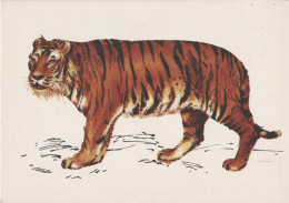 Tigre - Tygrys Bengalski - Bengal Tiger - Tigre Du Bengale - Bengalischer Tiger - Tiger