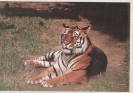 Tiger - Tigre - Tigru - Tiger