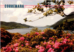 13-7-2023 (2 S 3) Ireland - Posted - Co Galway Connemara (flowers) John Hinde 2/722 - Galway