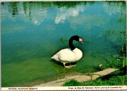 England Sussex Arundel Wildfowl Reserve - Arundel