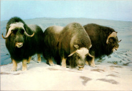 Canada Alberta Musk Ox - Calgary