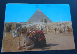 Giza - The Great Sphyns And The Pyramid Of Kephre - Sphinx