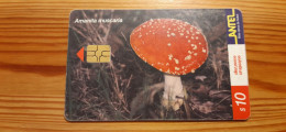 Phonecard Uruguay - Mushroom - Uruguay