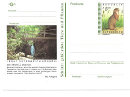 0556k: Österreich Bildpostkarte 8131 Mixnitz, Bärenschützklamm, Alpenverein, Ziesel, Jahrgang 1994, Ungelaufen - Protection De L'environnement & Climat