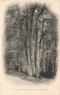 Fontainebleau * La Forêt * Arbre , Le Nid D'aigle * Tree - Fontainebleau