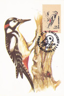 ANIMALS, BIRDS, GREAT SPOTTED WOODPECKER, CM, MAXICARD, CARTES MAXIMUM, OBLIT FDC, 1993, ROMANIA - Picchio & Uccelli Scalatori