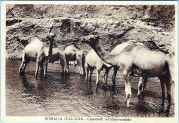 SOMALIA ITALIANA - Cammelli All'abbeveratoio - - Somalia