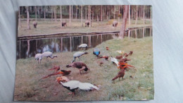 CPM PARC DE ST VRAIN ESSONNE FAISANS D ORNEMENT ET RHINOCEROS BLANCS ED JACQUES BOUVIER - Rhinozeros