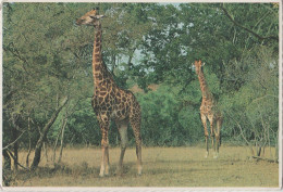 Giraffe - Girafe - Giraf - Giraffe In The Kruger National Park - Giraffes