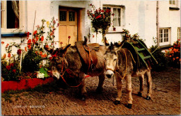 England Clovelly Donkeys - Clovelly