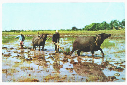 Rice Cultivation Ploughing With Buffaloes Thailand 1976 Used Postcard. Publisher Phorn Thip Bangkok - Thaïlande