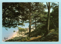 CP 85 -  Noiroutier En L'Ile - Bois De La Chaize,  Près De La Côte - Noirmoutier