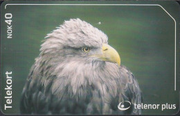 Norway - N248 White - Tailed Eagle - Raubvogel - Norway