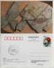 Hyphalosaurus Lingyuanensis Reptiles Dinosaur Fossil,Live In Lake Fish-eating Dinosaur,CN 03 IVPP Pre-stamped Card - Fossils