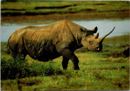 15-7-2023 (2 S 11) Kenya - Posted To Australia  - Rhinoceros - Rinoceronte