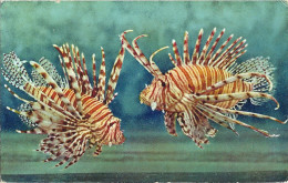 MC - Aquarium De Monaco - N° 011 : Ptetois Volitans (rascasse Exotique, Lionfish, Rotteuerfich) - Imp ADIA (non Circ.) - Musée Océanographique