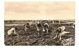 44  LA  PLAINE SUR MER  PECHE  AUX  COQUILLAGES   1958  BON ETAT  2 SCANS - La-Plaine-sur-Mer