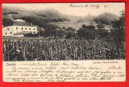 ZVU-33  Cressier Vignoble Et Institut Clos-Rousseau. Circulé 1903  Guggenheim 7681  Dos Simple - Cressier