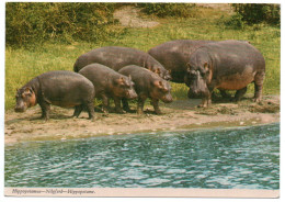 AFRICAN WILDLIFE-HIPPOPOTAMUS / HYPPOS (PUBL. JOHN HINDE) / WITH KENYA THEMATIC STAMPS-F.A.O/ MINERALS - Kenya