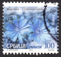 Chicory Blue Daisy Dandelion Bunk Coffeeweed  (Cichorium Intybus)  - Herbal Medical FLOWER - 2023 SERBIA - Used - Heilpflanzen