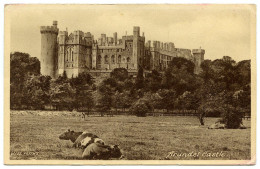 ARUNDEL CASTLE - WITH COWS - Arundel