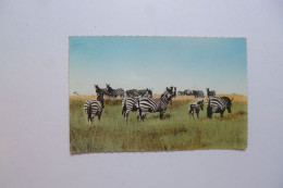 FAUNE AFRICAINE  -  Troupeaux De Zèbres   -  AFRIQUE - Zebras