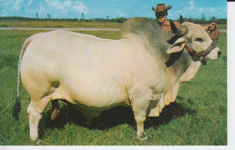 Grand Champion Brahman Bull Emperor Manso 24 Th   Floride USA Taureau 2135 Pounds  3 Years - Miami