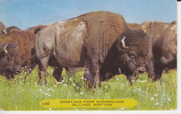 Greetings From Wonderland Billings Montana USA. Bisons Grosse Tête Noir  Bosse Entre Les épaules Brunes - Altri & Non Classificati