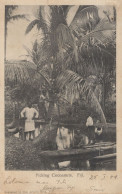 Fiji Native Fijian Picking River Coconuts Antique Postcard - Fidji